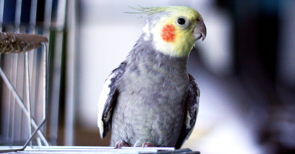 How to Trim Your Bird's Nails and Live to Tell the Tale | PetMD