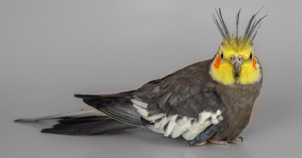 cockatiel feeding