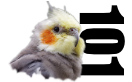 Cockatiel Advice and First Aid 101